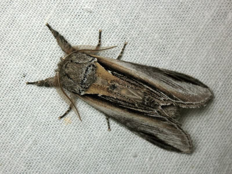 Pheosia tremula (Clerck, 1759)